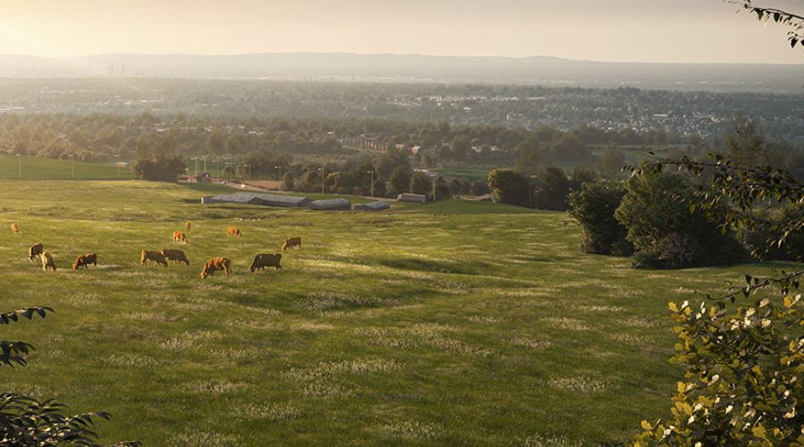 farmers field aerial shot with cows and trees