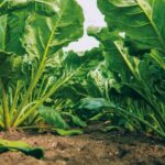 Sugar beet roots in farmer's field BeetTech article