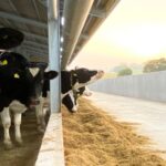 An ambitious plan to stamp out cases of lameness on British dairy farms over the next 20 years has been published.