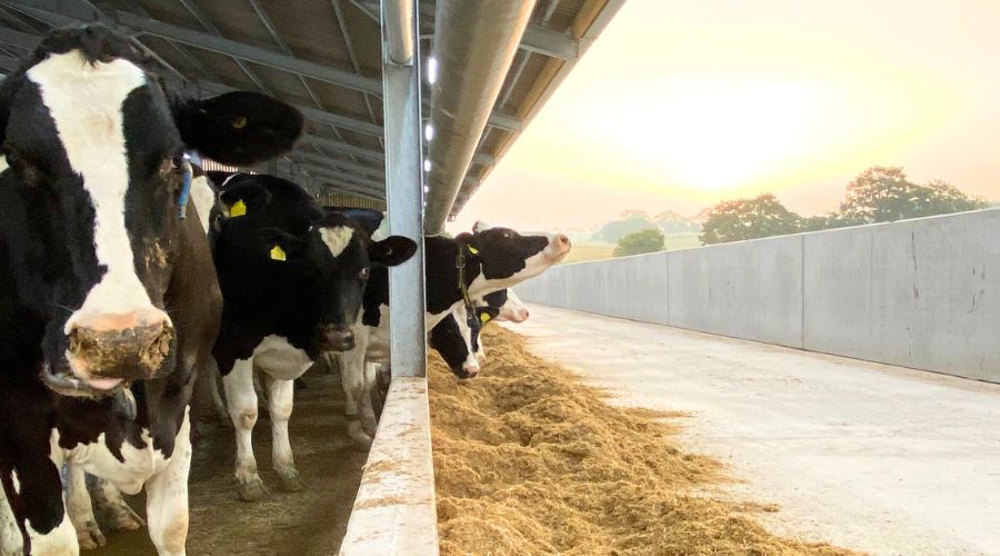 An ambitious plan to stamp out cases of lameness on British dairy farms over the next 20 years has been published.