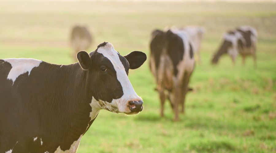 Developing and empowering the wider farm team could be the foundation of improving mobility and foot health on many farms.