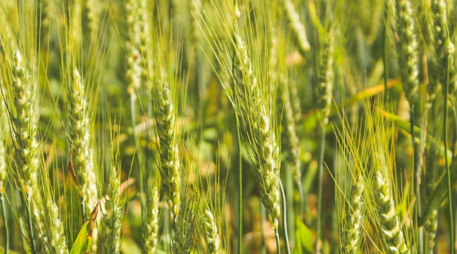 Mitigate resistance risk with the use of different triazoles in early fungicide sprays, advises agronomist Mike Thornton of ProCam.