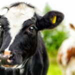 British milk production is forecast to grow by over 1% in 2025, according to the latest report from the AHDB. 