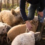 The East Sussex-based farming and charcuterie business, Beal’s Farm, won financial boost from Defra and Innovate UK.