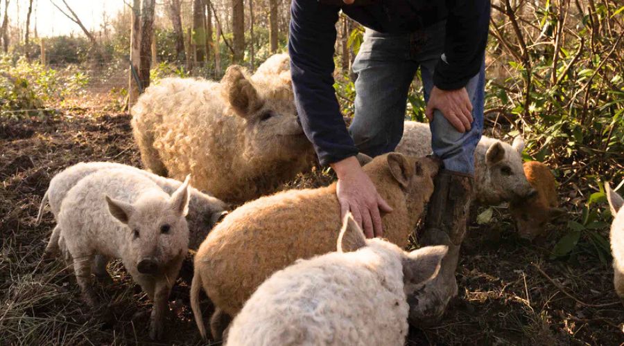 The East Sussex-based farming and charcuterie business, Beal’s Farm, won financial boost from Defra and Innovate UK.