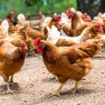 Keepers in Herefordshire, Worcestershire, Cheshire, Merseyside and Lancashire must house their birds following new cases of avian influenza.