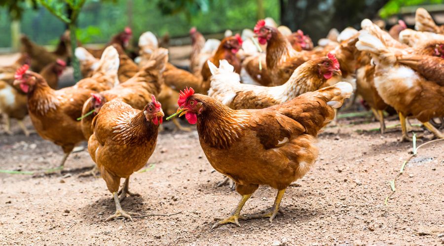 Keepers in Herefordshire, Worcestershire, Cheshire, Merseyside and Lancashire must house their birds following new cases of avian influenza.