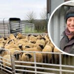 Norfolk shepherdess Hannah Murrell is gearing up for her first lambing season at Gawdy Hall Estate in Harleston.