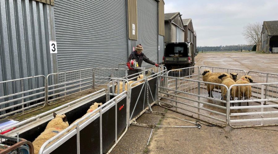 Norfolk shepherdess Hannah Murrell is gearing up for her first lambing season at Gawdy Hall Estate in Harleston. 