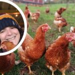 A Devon farmer, Jerry Saunders of Orchard Organic Farm in Stokeinteignhead, was forced to cull 5,000 hens following a bird flu outbreak.