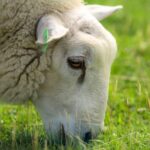 Wiltshire Rural Crime Team has issued a plea for dog owners after a sheep was bitten by a dog and another ewe aborted her lambs.