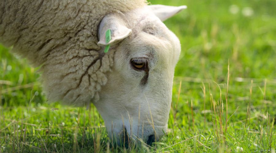 Wiltshire Rural Crime Team has issued a plea for dog owners after a sheep was bitten by a dog and another ewe aborted her lambs.