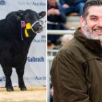 The Aberdeen-Angus cattle sale took place during a special online auction run by Marteye, Harrison and Hetherington.