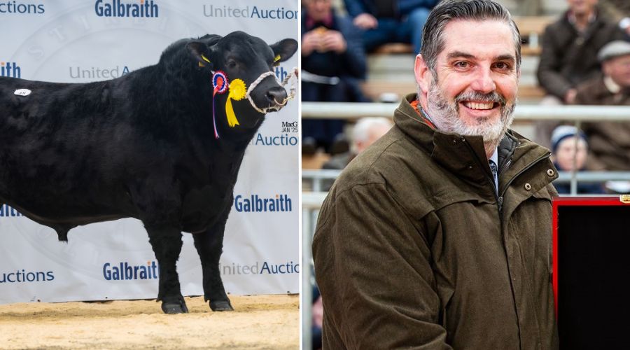 The Aberdeen-Angus cattle sale took place during a special online auction run by Marteye, Harrison and Hetherington.