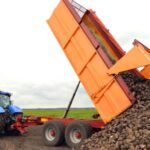 The release of data from the 2024 sugar beet harvest by British Beet Research Organisation has been welcomed by breeders SesVanderHave UK.