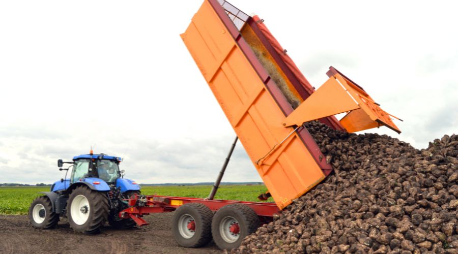 The release of data from the 2024 sugar beet harvest by British Beet Research Organisation has been welcomed by breeders SesVanderHave UK.