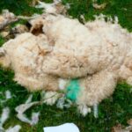 Richard William Parry, farmer and company director of Woodbridge-based Mint & Mustard Produce Ltd was sentenced after dead sheep were found.