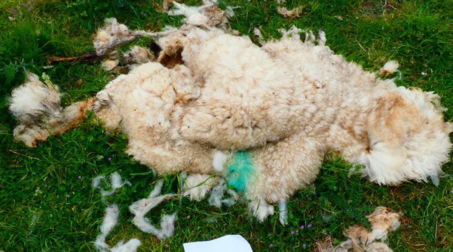 Richard William Parry, farmer and company director of Woodbridge-based Mint & Mustard Produce Ltd was sentenced after dead sheep were found.