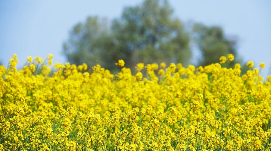 Following a smaller cereal harvest in 2024, the UK has a greater reliance on imported grain in the 2024/25 marketing year, according to AHDB. 