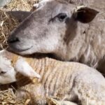 A Lincolnshire farm, Eastfield Farm from Alford, is having an unprecedented lambing season as it has just welcomed its 10th set of triplets.