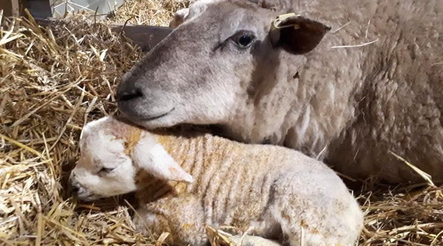 A Lincolnshire farm, Eastfield Farm from Alford, is having an unprecedented lambing season as it has just welcomed its 10th set of triplets.