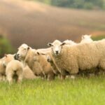 UK sheep meat production is forecast to grow by 2% in 2025, however, lamb crop for 2025/26 is predicted to fall by 2%, AHDB said.