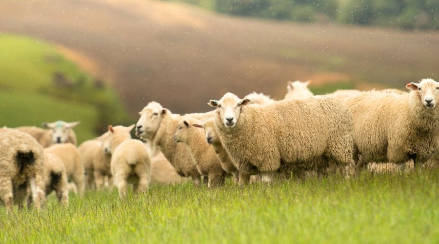 UK sheep meat production is forecast to grow by 2% in 2025, however, lamb crop for 2025/26 is predicted to fall by 2%, AHDB said.