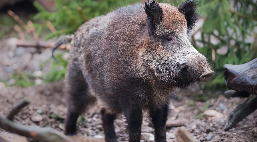 wild boar 