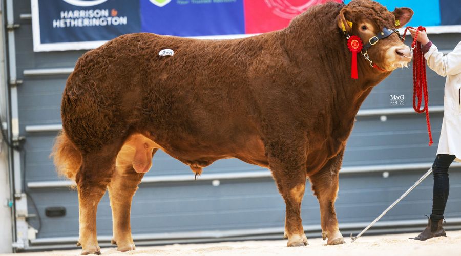  Lot 219 Maraiscote Upshot with a red rosette and handler to the side 