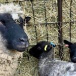 A sheep that was shot on Baylham House Rare Breeds Farm in Suffolk made a full recovery, having recently given birth to “gorgeous” twins. 