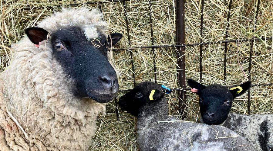 A sheep that was shot on Baylham House Rare Breeds Farm in Suffolk made a full recovery, having recently given birth to “gorgeous” twins. 