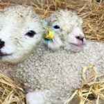 Suffolk-based Baylham House Rare Breeds Farm has recently raised a subject of open farms offering lamb cuddling activities.