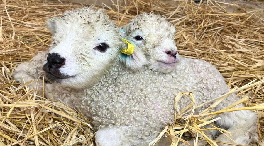 Suffolk-based Baylham House Rare Breeds Farm has recently raised a subject of open farms offering lamb cuddling activities.