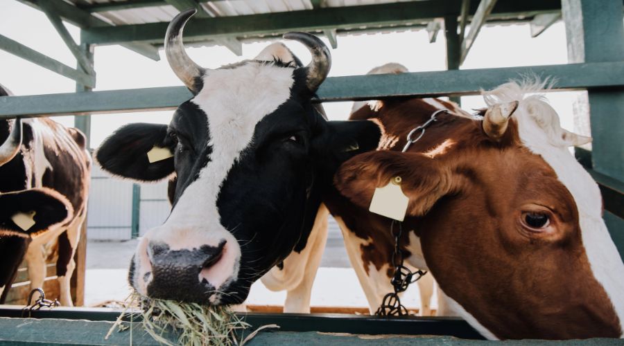 Welsh Ministers have agreed to licence three Bluetongue (BTV-3) vaccines for emergency use across Wales.