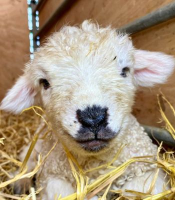 Suffolk-based Baylham House Rare Breeds Farm has recently raised a subject of open farms offering lamb cuddling activities. 