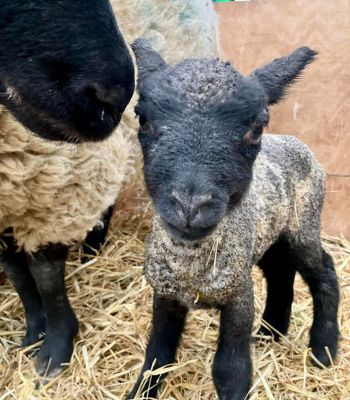 Suffolk-based Baylham House Rare Breeds Farm has recently raised a subject of open farms offering lamb cuddling activities. 