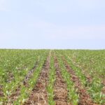 Drilled field of cereals blue sky