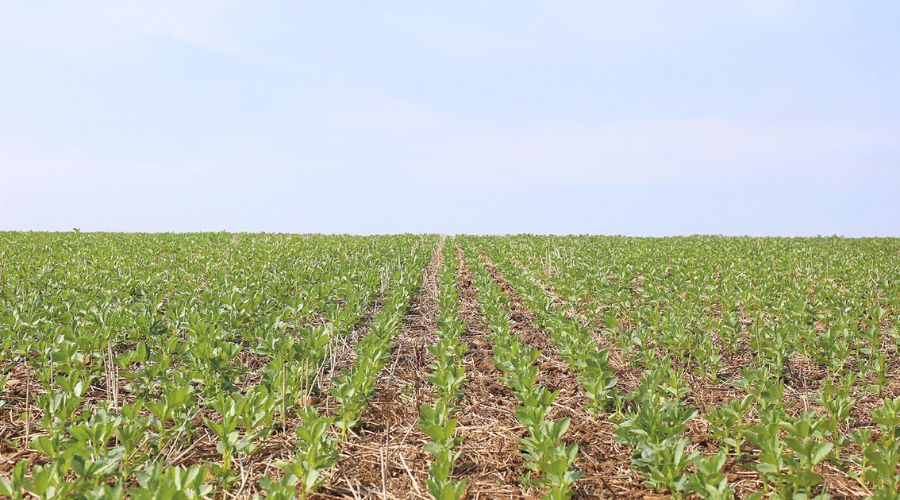 Drilled field of cereals blue sky