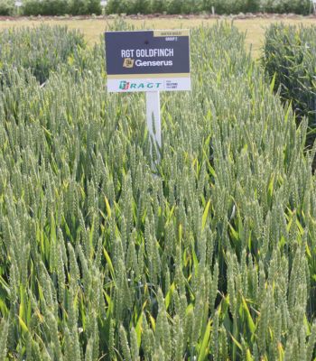 RGT Goldfinch winter wheat crop