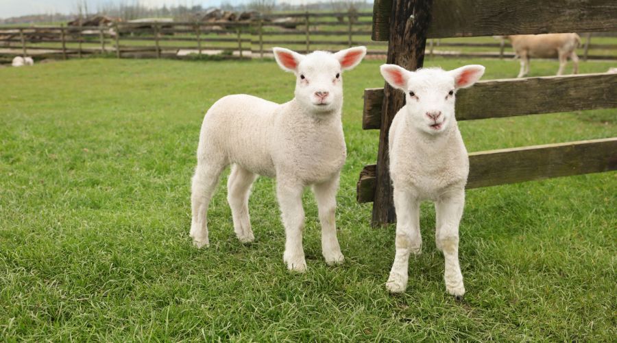 A livestock vet, John Hemingway from Shropshire Farm Vets, is urging farmers to mark and test any ewes that abort this year.