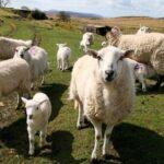 Farmers’ Union of Wales (FUW) expressed concern following significant increase in sheep meat imported to the UK in 2024. 