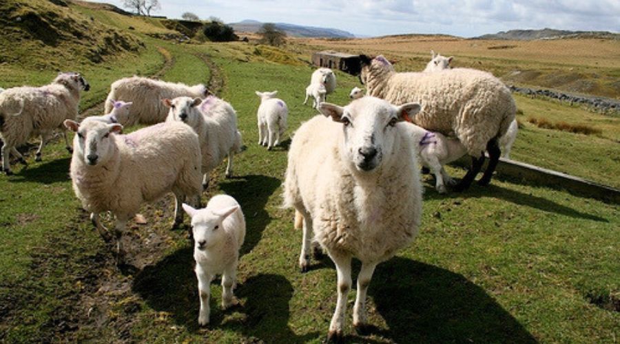 Farmers’ Union of Wales (FUW) expressed concern following significant increase in sheep meat imported to the UK in 2024. 