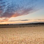 Nature Friendly Farming Network (NFFN) is calling on UK government to introduce scheme to assist farmers who are not enrolled in SFI.