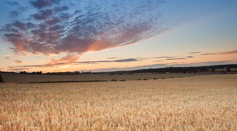 Nature Friendly Farming Network (NFFN) is calling on UK government to introduce scheme to assist farmers who are not enrolled in SFI.