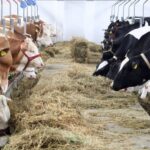 The UK government introduced special measures to prevent the spread of foot-and-mouth disease (FMD), aster a case was confirmed in Hungary.