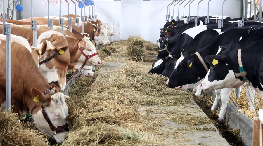 The UK government introduced special measures to prevent the spread of foot-and-mouth disease (FMD), aster a case was confirmed in Hungary.