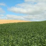 PGRO is reminding growers that peas and beans should be drilled as soon as possible to avoid a late harvest and crop losses.