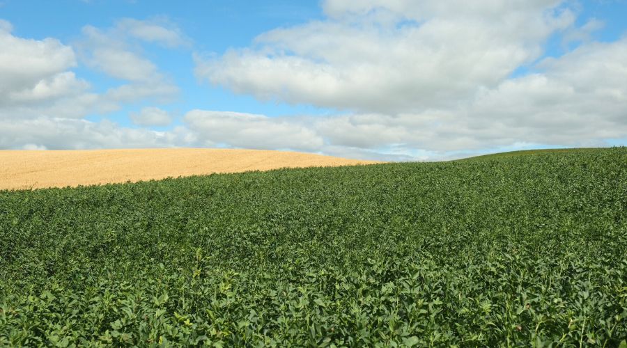 PGRO is reminding growers that peas and beans should be drilled as soon as possible to avoid a late harvest and crop losses.