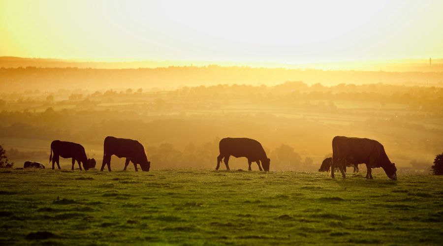 Association of Independent Meat Suppliers (AIMS) has commenced a legal action challenging the charges by Food Standards Agency (FSA).