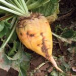 Fodder beet is a long-standing and valuable fodder crop on many sheep and cattle farms, noted for its high energy and high feed value, says Limagrain forage crop manager John Spence.